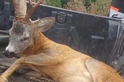 Yolda bulduğu yaralı ceylanı Doğa Koruma ekiplerine teslim etti